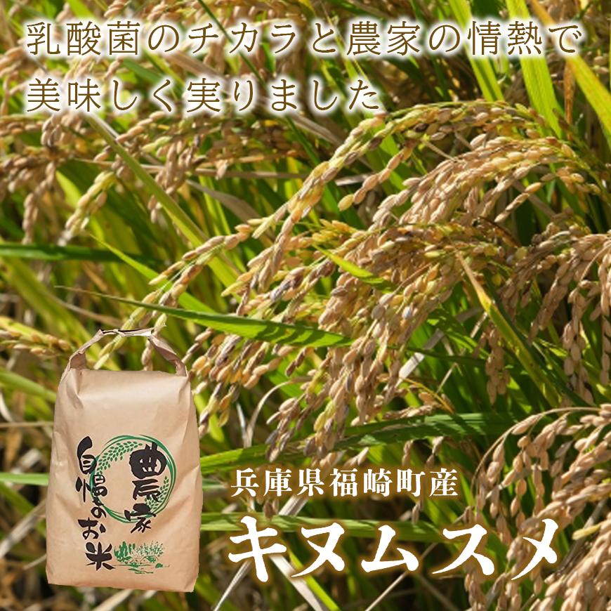 白米 10kg 令和7年産 兵庫県産キヌムスメ 【食味スコア80】 冷めても美味しい おにぎりにおすすめ お弁当におすすめ