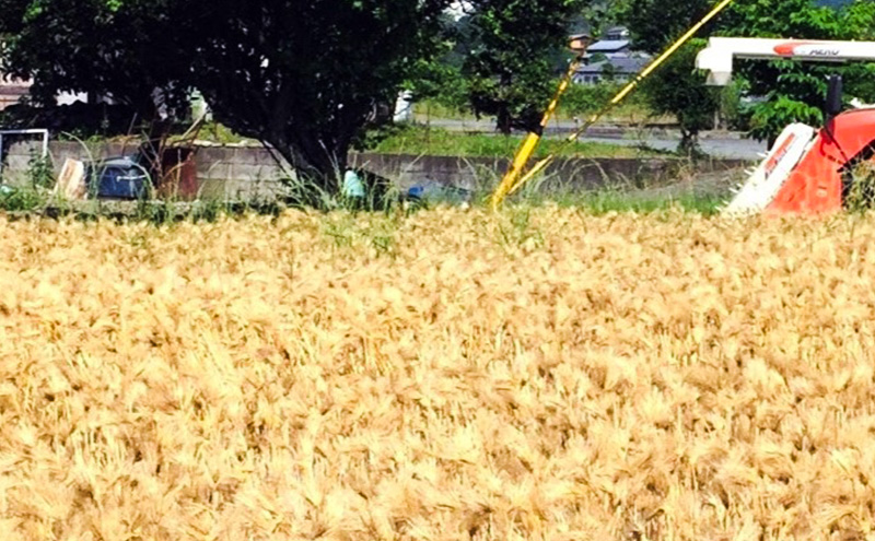 ふくさきのもちむぎ「福美」精麦1kg×2袋 2kg eco Package エコパッケージ 1kg×2