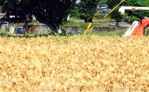 ふくさきのもちむぎ「福美」 精麦 1kg×2袋 2kg eco Package エコパッケージ もち麦 1kg×2