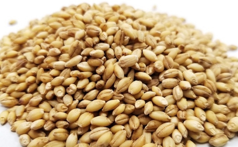 もち麦ラテ ココア 45g×8袋 ココア8袋