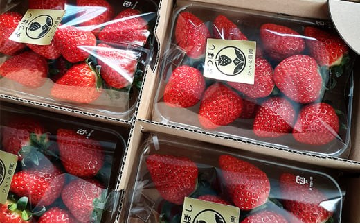 いちご詰め合わせ（4パック計1kg以上）贈答用 化粧箱入り  イチゴ 苺