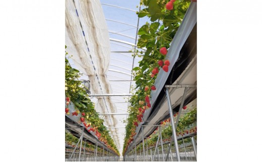 ひいな苺 贈答用 化粧箱入り いちご イチゴ