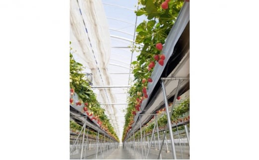 いちご詰め合わせ（2パック計500g以上）贈答用 化粧箱入り イチゴ 苺