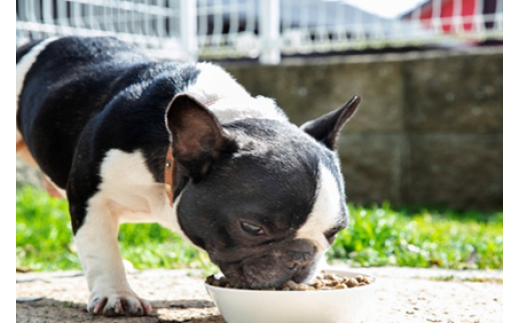 【毎日元気おやつ】簡単にちぎれるジャーキー 70g ペットフード ドッグフード 無添加 おやつ