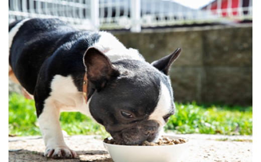 【毎日げんきおやつ】国産米のいろどりビッツ 70g ペットフード ドッグフード 無添加 おやつ