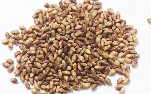 ガジロウ便【北海道・東北・九州】もちむぎ精麦 4kg もちむぎ精麦 4kg