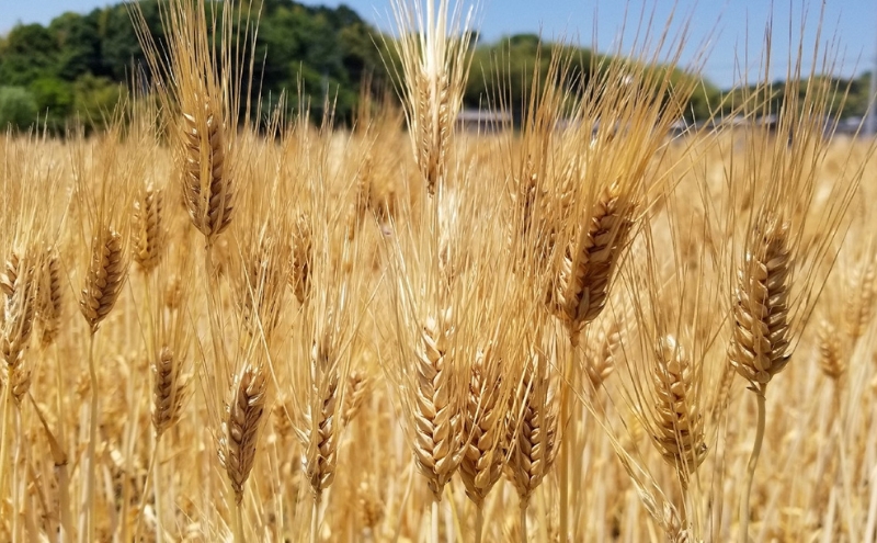 もち麦ラテ プレーン 45g×9袋 カフェインフリー プレーン9袋