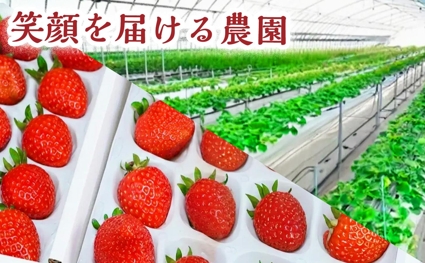 【濃厚ミルク感と果実の甘み】いちごミルクアイス 10個 いちご いちごミルク アイス 果物 フルーツ 大粒 濃厚 産地直送  ギフト 贈答用 兵庫県 福崎町 10個