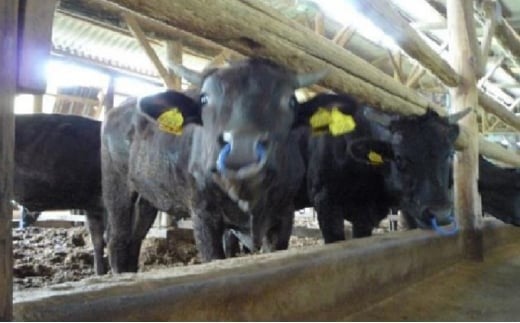 城谷牧場の神戸牛 ロース 焼肉 500g 国産牛 和牛 神戸ビーフ バーベキュー BBQ 冷凍 500g