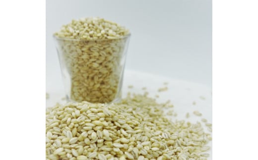 美味しさピカイチ!成分ピカイチ!もち麦は『福美』に決まり!!徳用4.3kg