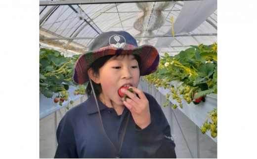 ひいな苺 贈答用 化粧箱入り いちご イチゴ