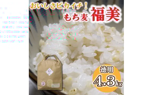 美味しさピカイチ!成分ピカイチ!もち麦は『福美』に決まり!!徳用4.3kg