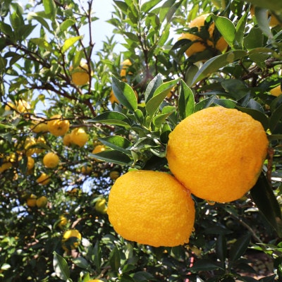 【神河町特産】根宇野(みよの)の柚子(ゆず) 約2kg　※2025年10月末頃から順次発送