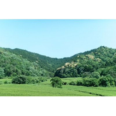 仙霊茶 茶園オーナー権(1年間分)