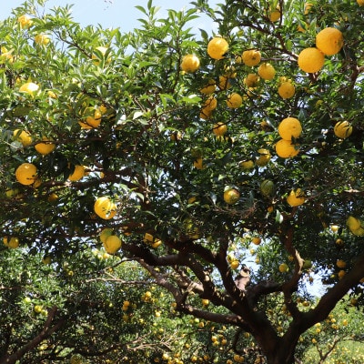 【神河町特産】根宇野(みよの)の柚子(ゆず) 約2kg　※2025年10月末頃から順次発送