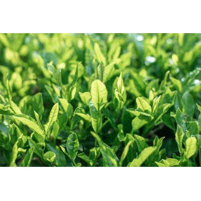 仙霊茶 茶園オーナー権(1年間分)