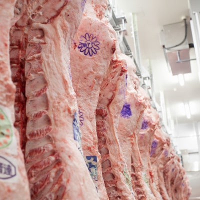 神戸ビーフ　しゃぶしゃぶ・すき焼き用(かた・もも)500g　KKWS2【配送不可地域：離島】