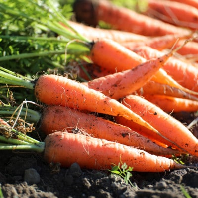 【神河町産京くれない】にんじんミックスジュース 1,000ml×3本