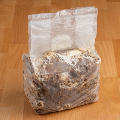 神河しいたけ栽培キット(しいたけ菌床)1個と乾あらげきくらげ・しいたけ粉セット※5月～10月順次発送【配送不可地域：離島】