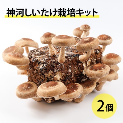 神河しいたけ栽培キット(しいたけ菌床)2個　※10月～4月発送