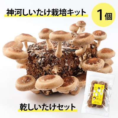 神河しいたけ栽培キット(しいたけ菌床)1個と乾しいたけセット　※10月～4月発送