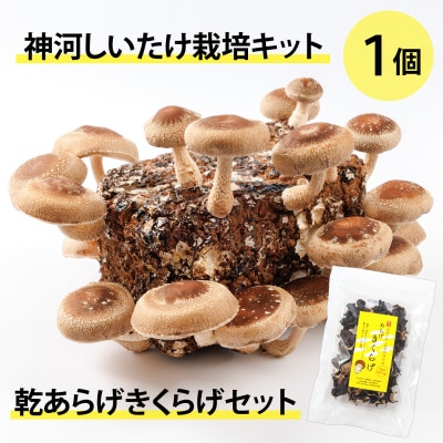 神河しいたけ栽培キット(しいたけ菌床)1個と乾あらげきくらげセット　※10月～4月発送
