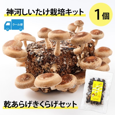 神河しいたけ栽培キット(しいたけ菌床)1個と乾あらげきくらげセット　※5月～10月順次発送【配送不可地域：離島】