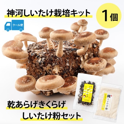 神河しいたけ栽培キット(しいたけ菌床)1個と乾あらげきくらげ・しいたけ粉セット※5月～10月順次発送【配送不可地域：離島】