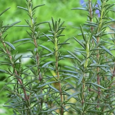 香りをオーダーできる・フランス産クレイ・自然派石けん(ローズマリー)