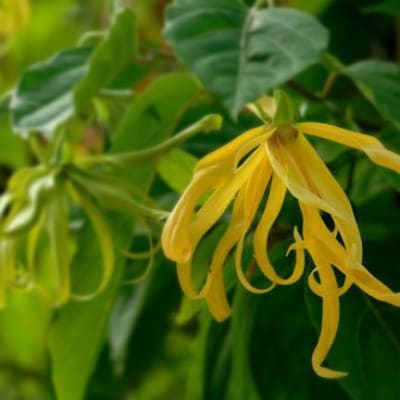 香りをオーダーできる・フランス産クレイ・自然派石けん(イランイラン)