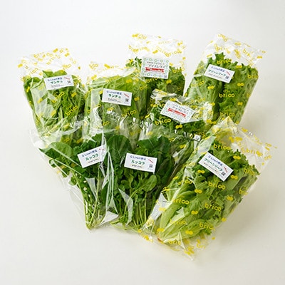 【毎月定期便】G Line brio レタス8パックセット全3回【配送不可地域：離島】