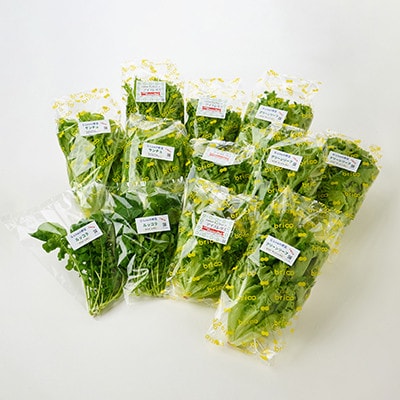 【毎月定期便】G Line brio レタス12パックセット全3回【配送不可地域：離島】