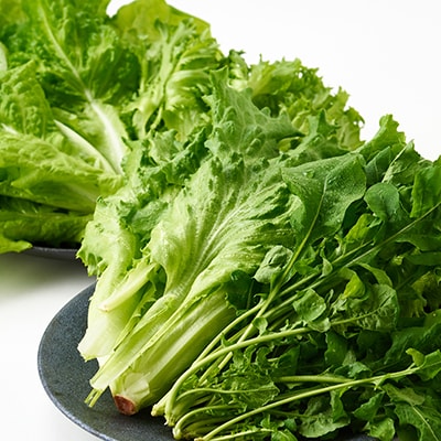 G Line brio レタス12パックセット【配送不可地域：離島】