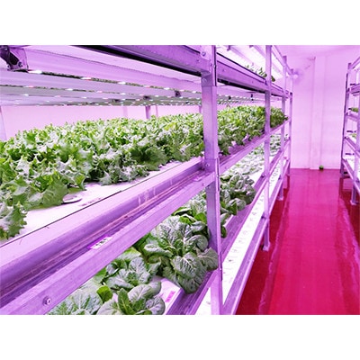 【毎月定期便】G Line brio レタス12パックセット全3回【配送不可地域：離島】