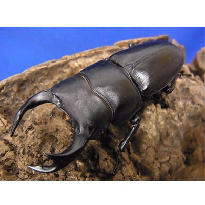 国産オオクワガタ　65ミリ台ペア【配送不可地域：離島・北海道・沖縄県・四国・九州】