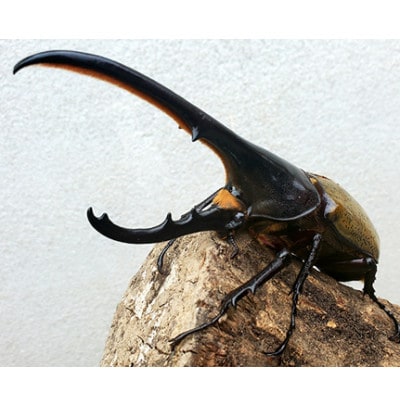 ヘラクレスヘラクレス成虫ペア【配送不可地域：離島・北海道・沖縄県・四国・九州】