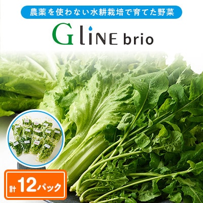 【毎月定期便】G Line brio レタス12パックセット全2回【配送不可地域：離島】