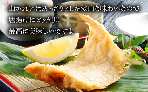 【干物 甘干し山かれい2kg（15枚入り）干物の本場 香住産 冷凍】唐揚げに最適で、ポン酢との相性は抜群です。 素材の良さ抜群 伝統の技術 兵庫県 香美町 香住 柴山 大人気 ふるさと納税 蔵平水産 17000円 08-06