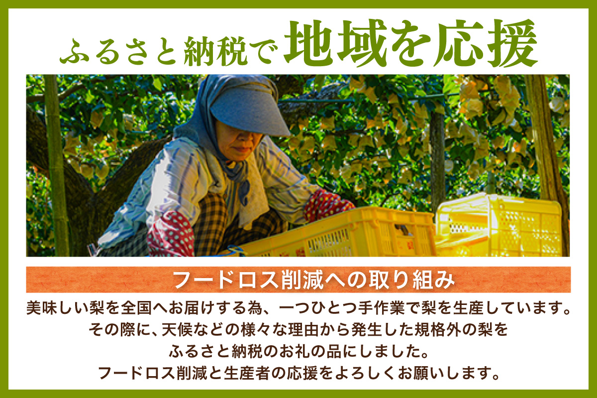 2026年産 先行予約【梨 訳あり 20世紀梨 5kg（10～18玉）】生産者応援商品！ 9月上旬～下旬にかけて発送予定 数量限定 ご家庭用 ジャム 加工用 傷あり 不揃い 訳あり 二十世紀梨 兵庫県  香美町 香住梨 フルーツ フルーツ先行予約 ナシ 青梨 和梨 JAたじま 10000円 12-23