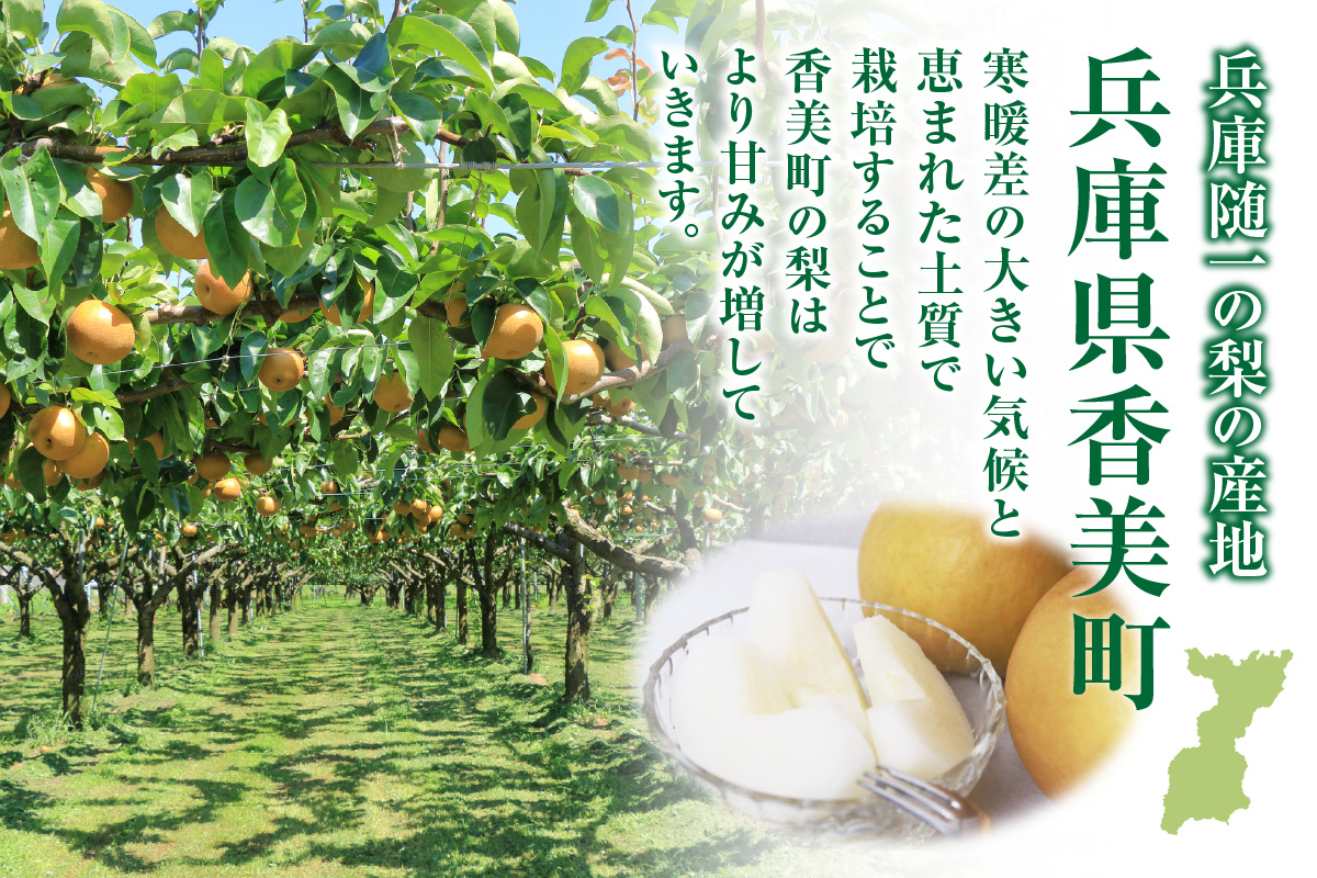 【2026年産 先行予約】 晩生梨 品種（新興梨・王秋梨 ・愛宕梨のいずれか）5kg（7～13玉）【令和8年10月中旬以降発送予定】 梨 フルーツ 香美町 12-24 5kg（7～13玉）