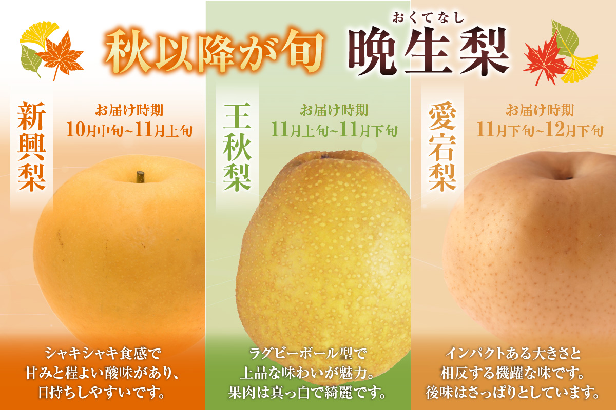 2026年産 先行予約【梨 （新興梨 王秋梨 愛宕梨のいずれか）3kg（5～9玉）】10月中旬～12月下旬にかけて発送予定 晩生品種 新興・王秋・愛宕  梨 なし ナシ 和梨 フルーツ 大人気 人気 甘い みずみずしい 果実 果物 新鮮 旬の果物 おすすめ ランキング 国産 香住  贈り物  贈答 ギフト 秋 冬 兵庫県 香美町 香住 JAたじま 9000円 12-06