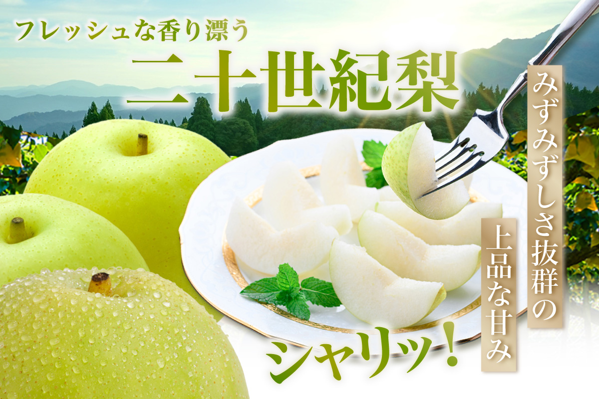 【2026年産 先行予約】20世紀梨 香住梨 5kg 小さめ 8月下旬～9月中旬にかけて発送予定 JAたじま 12-09