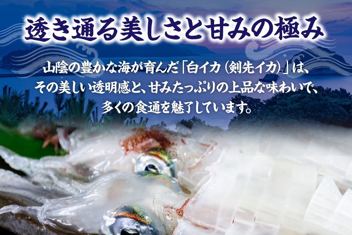 先行予約【刺身用白いかむき身　約350g 冷凍】令和8年6月下旬以降、順次発送予定 いか イカ 白いか 剣先イカ 刺身 新鮮 鮮度抜群 酒の肴 おつまみ 人気 おすすめ 兵庫県 香美町 香住 宿院商店 33-32