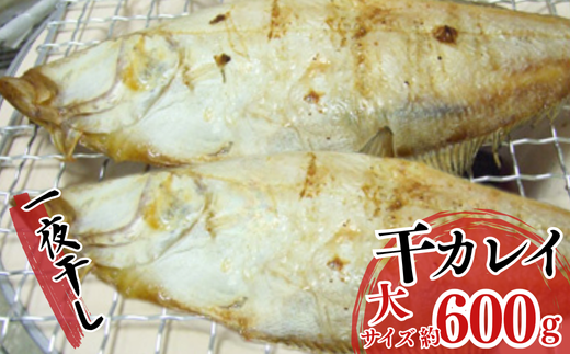 【一夜干し 干カレイと干キスセット】山陰沖で水揚げ 干物 ひもの 海産物 海鮮 魚介 焼いたり 空揚げ お酒のお供 ご飯のお供 日本海 香住海岸 香住魚港 柴山港 兵庫県 香美町 香住 宿院商店 33-12