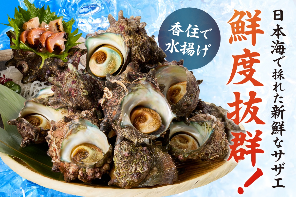 【兵庫県香住産 天然 活 サザエ 2kg（14～20個）冷蔵】香住で水揚げされた新鮮なサザエをお届け つぼ焼き 炊き込みご飯 サザエ飯 酒の肴 磯の香り 風味豊か さざえ 新鮮 天然 海鮮 大人気 夏休み BBQ バーベキュー キャンプ お盆 海 日本海 兵庫県 香美町 香住 柴山 宿院商店 33-20