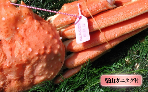 【柴山産 茹で タグ付 柴山ガニ 1匹（約800g以上）冷蔵】柴山で水揚げされた新鮮な松葉ガニを熟練の職人が茹で上げ。産地証明のタグ付き松葉ガニ カニの本場 香住 新鮮 国産 鍋 かにすき 脚 足 爪 身 肩 大人気 ふるさと納税 兵庫県 香美町 香住 柴山ガニ ズワイガニ 松葉ガニ ヤマヨシ 105000円 37-07