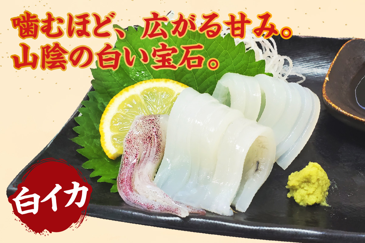 【白イカ 約1.5kg（5-8杯程度入） 冷凍】獲れたまま バラ凍結 3D凍結 鮮度抜群 イカ いか 白イカ 白いか 大人気 おすすめ 兵庫県 香美町 山米鮮魚 74-06