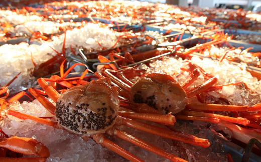 【香住ガニ 大 タグ付き ボイル 茹で 姿 約700g×2杯 冷蔵】カニの本場 香住産  最上質な香住ガニを見定め競り落とします 立派なカニを自信を持って提供いたします 大人気 カニの旨味と甘味が抜群 鮮度抜群 香住漁港 国産 かに カニ ベニズワイガニ 兵庫県 香美町 マルヤ水産 11-04