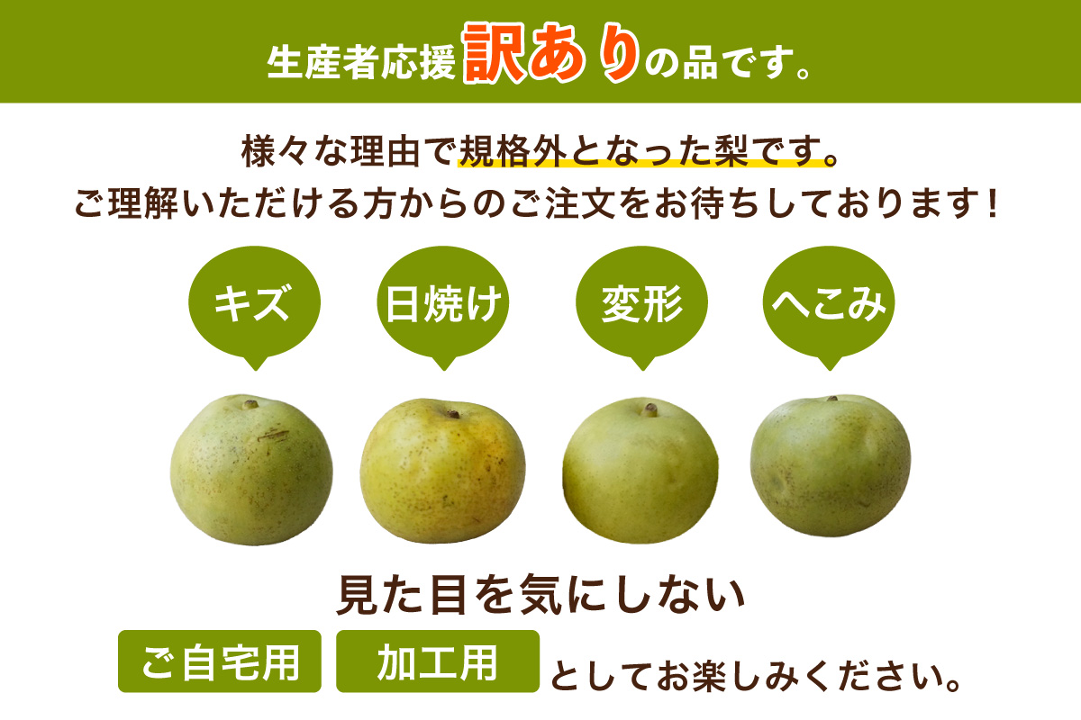 2026年産 先行予約【梨 訳あり 20世紀梨 5kg（10～18玉）】生産者応援商品！ 9月上旬～下旬にかけて発送予定 数量限定 ご家庭用 ジャム 加工用 傷あり 不揃い 訳あり 二十世紀梨 兵庫県  香美町 香住梨 フルーツ フルーツ先行予約 ナシ 青梨 和梨 JAたじま 10000円 12-23