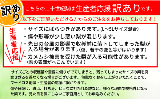 2026年産 先行予約【梨 訳あり 20世紀梨 5kg（10～18玉）】生産者応援商品！ 9月上旬～下旬にかけて発送予定 数量限定 ご家庭用 ジャム 加工用 傷あり 不揃い 訳あり 二十世紀梨 兵庫県  香美町 香住梨 フルーツ ナシ 青梨 和梨 JAたじま 10000円 12-23